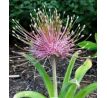 Allium Schubertii / 3ks v balení