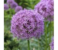 Allium Gladiator / 1ks v balení