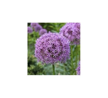 Allium Gladiator / 1ks v balení