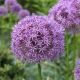 Allium Gladiator / 1ks v balení