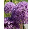 Allium Gladiator / 1ks v balení