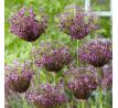 Allium Miami / 5ks v balení