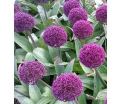 Allium Ostara / 5ks v balení