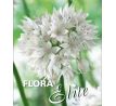 Allium  amplectens Graceful Beauty