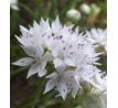 Allium  amplectens Graceful Beauty
