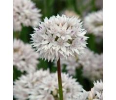 Allium  amplectens Graceful Beauty