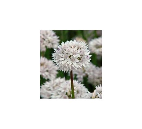 Allium  amplectens Graceful Beauty