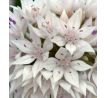 Allium  amplectens Graceful Beauty