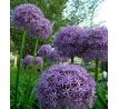 Allium Globemaster / 1 ks