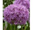 Allium Globemaster / 1 ks