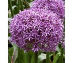 Allium Globemaster / 1 ks