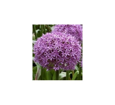 Allium Globemaster / 1 ks