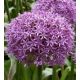 Allium Globemaster / 1 ks