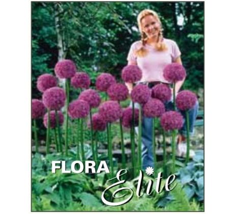 Allium Globemaster / 1 ks