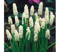 Muscari  botryoides 'Album' /10ks v balení