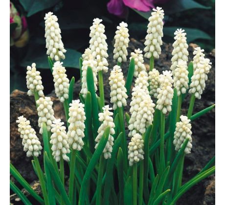 Muscari  botryoides 'Album' /10ks v balení