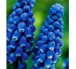 Muscari armeniacum - Dark Eyes