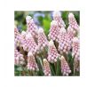 Muscari - Pink Sunrise