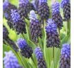 Muscari latifolium / 10ks v balení