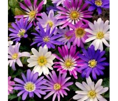 Anemone blanda - mixed / 15ks v balení