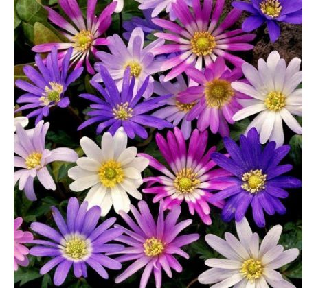 Anemone blanda - mixed / 15ks v balení