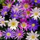 Anemone blanda - mixed / 15ks v balení