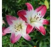 Lilium asiatic - pink white / 1ks v balení
