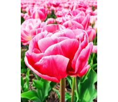 Tulipa - Voque