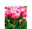 Tulipa - Voque