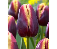 Tulipa - Doberman