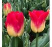 Tulipa - Match