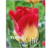Tulipa - Match