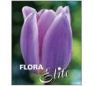 Tulipa - Light and Dreamy