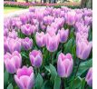 Tulipa - Light and Dreamy