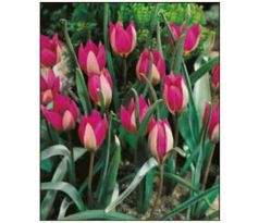 Tulipa humilis Persian Pearl