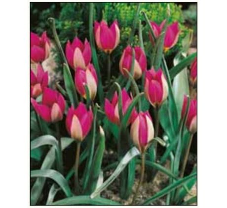 Tulipa humilis Persian Pearl