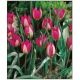 Tulipa humilis Persian Pearl