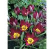 Tulipa humilis Persian Pearl