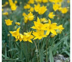 Tulipa sylvestris