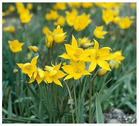 Tulipa sylvestris