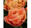 Tulipa Fringed Double - Sensual Touch