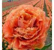 Tulipa Fringed Double - Sensual Touch