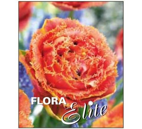 Tulipa Fringed Double - Sensual Touch