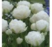 Tulipa Fringed Double - Snow Crystal / 5 ks