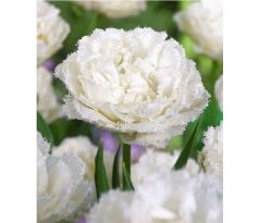 Tulipa Fringed Double - Snow Crystal / 5 ks