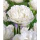 Tulipa Fringed Double - Snow Crystal / 5 ks