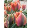 Tulipa Viridiflora - Artist