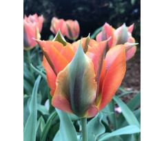 Tulipa Viridiflora - Artist