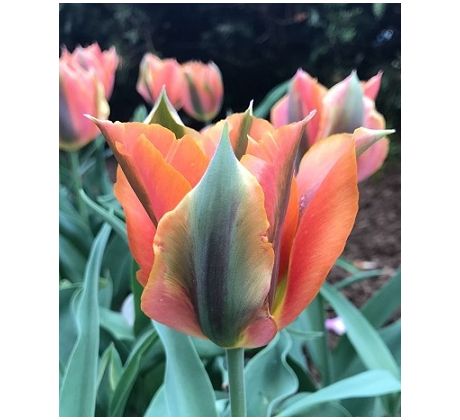 Tulipa Viridiflora - Artist