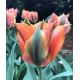 Tulipa Viridiflora - Artist